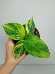 Musa Aurea