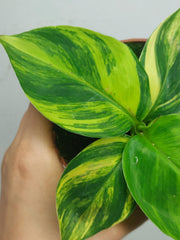 Musa Aurea