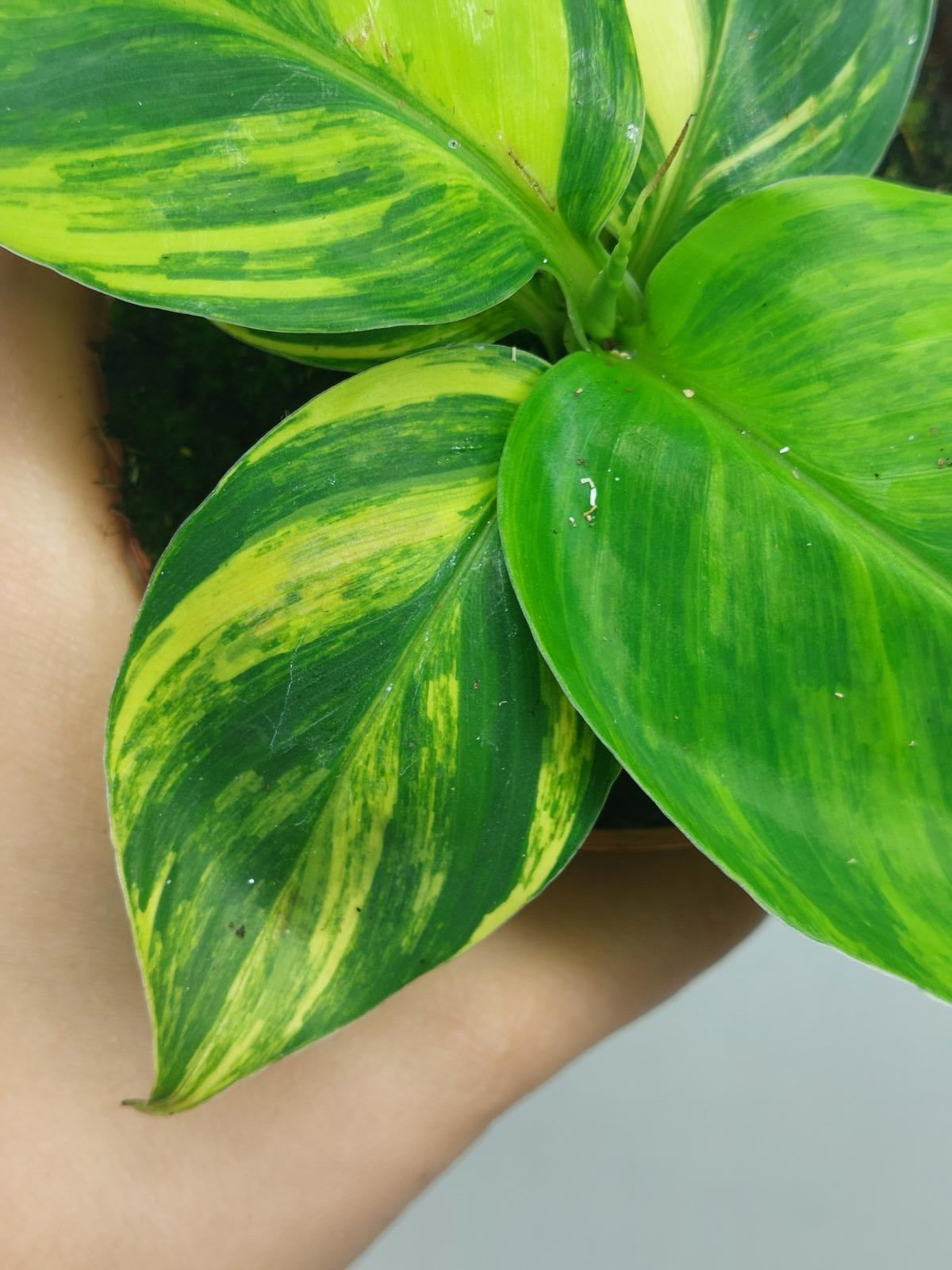 Musa Aurea