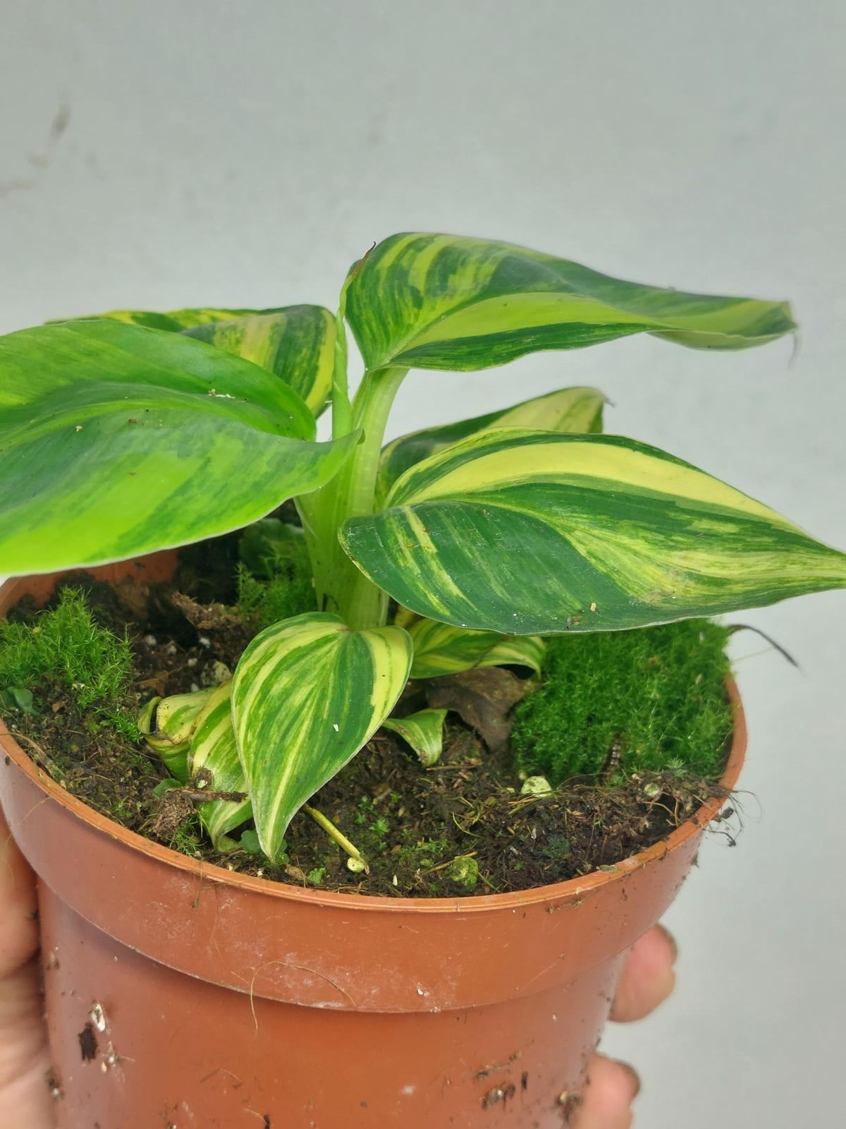 Musa Aurea