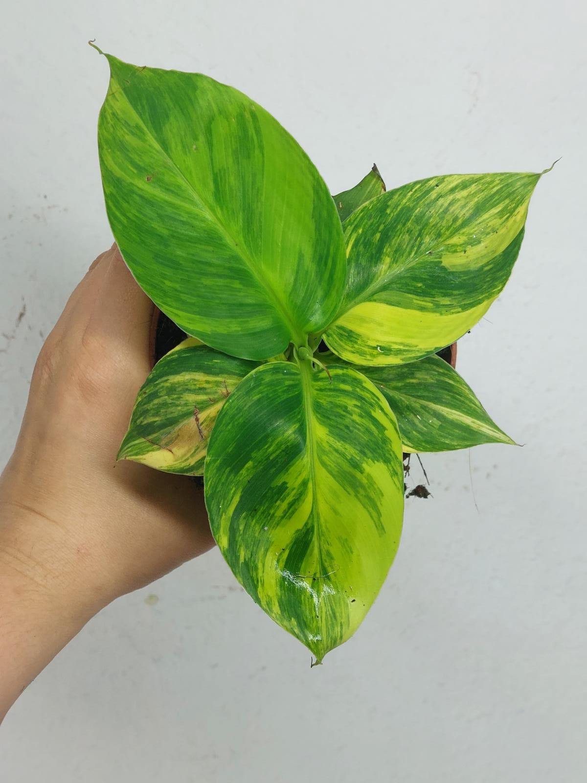 Musa Aurea