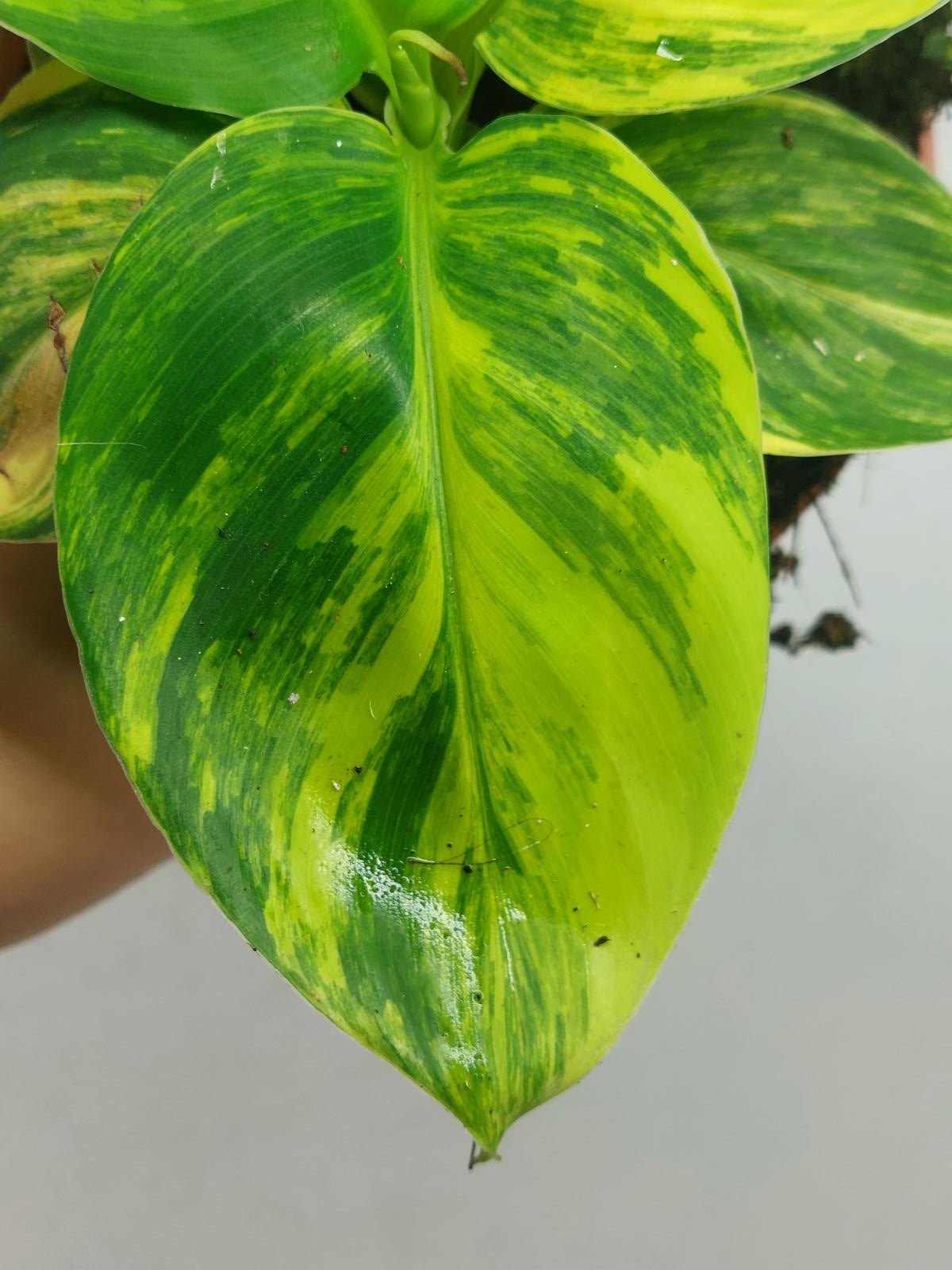 Musa Aurea