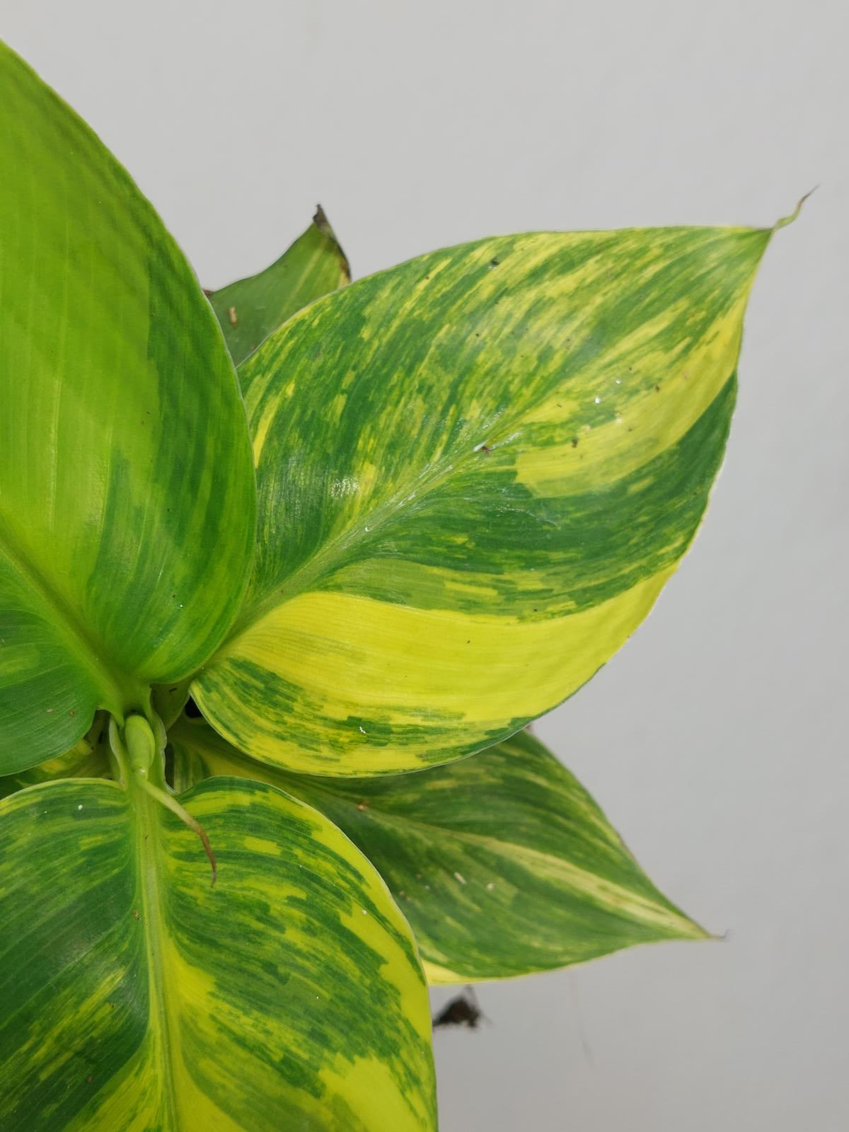 Musa Aurea