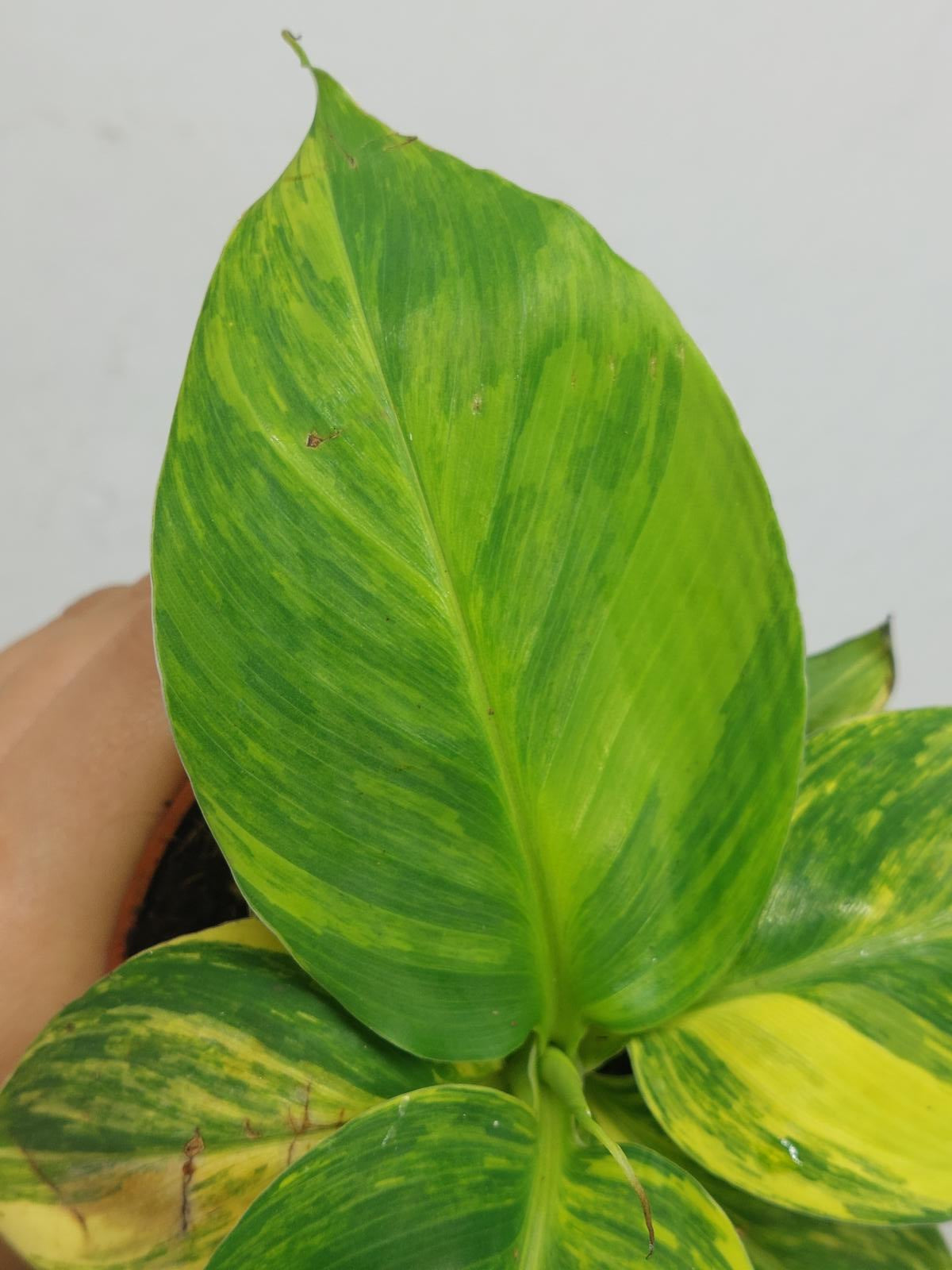 Musa Aurea