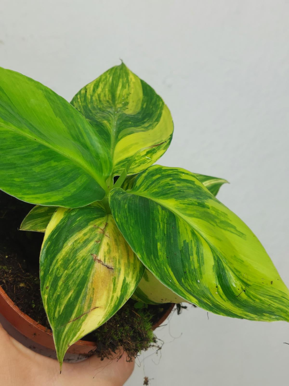 Musa Aurea