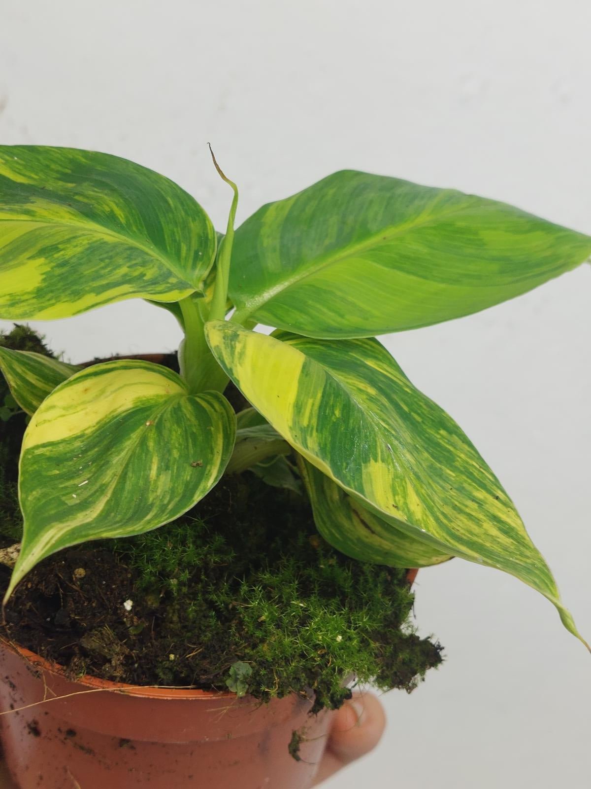 Musa Aurea
