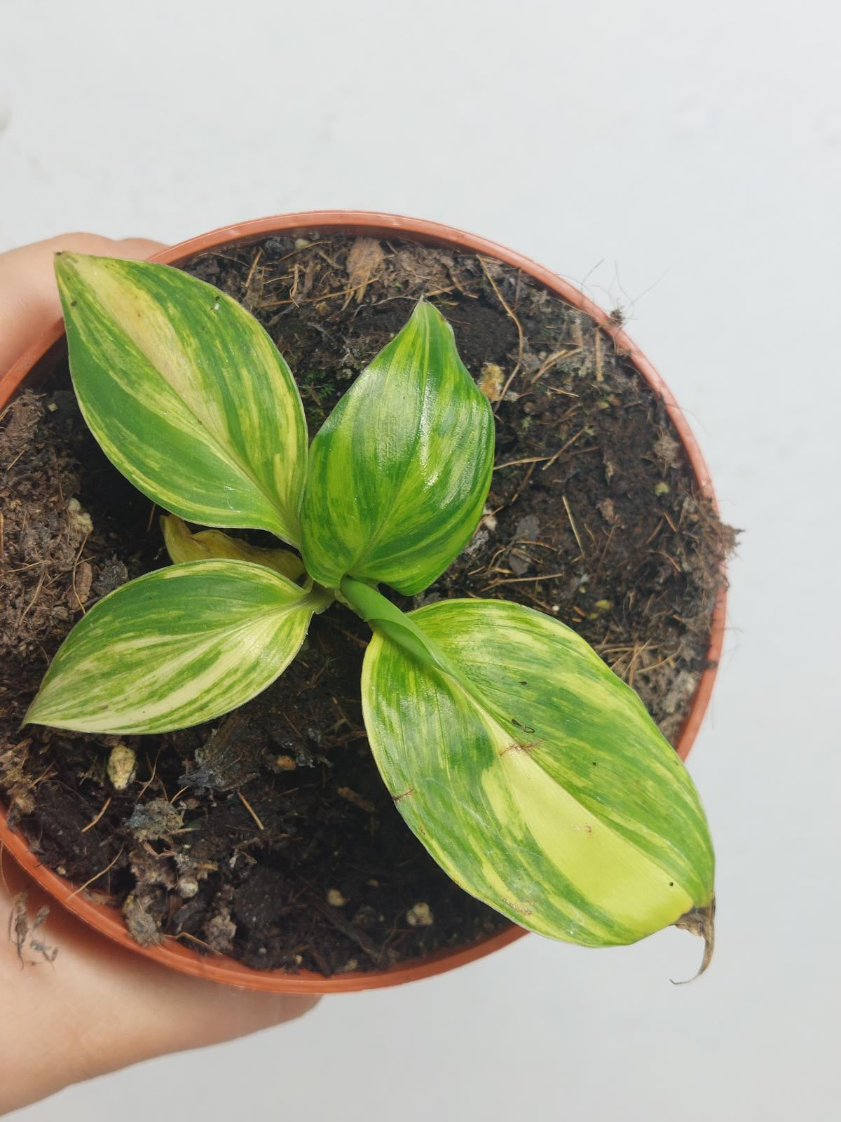 Musa Aurea