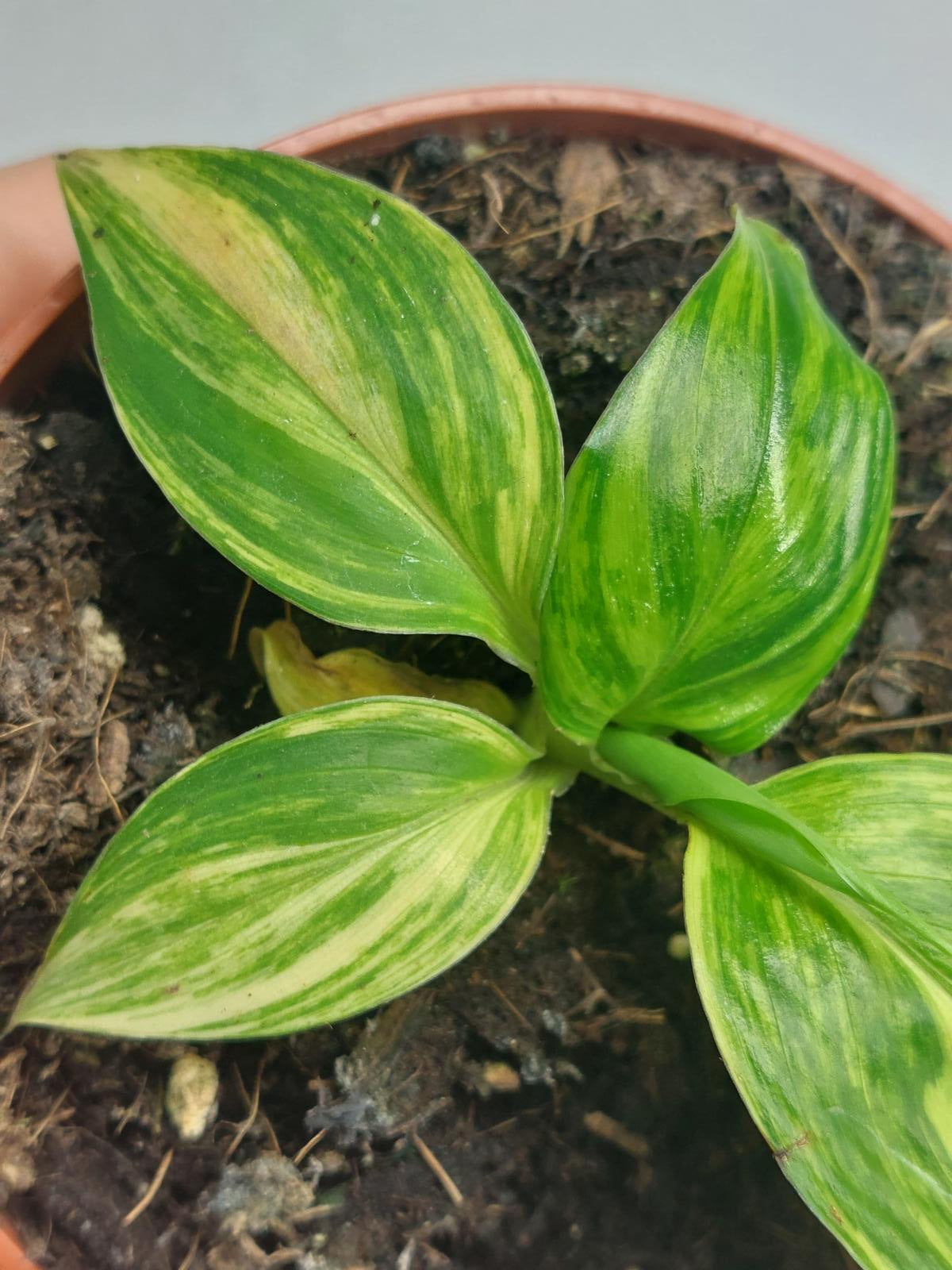 Musa Aurea