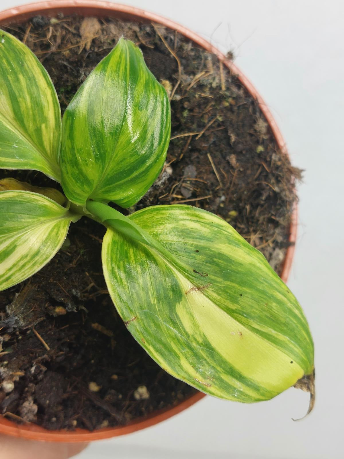 Musa Aurea