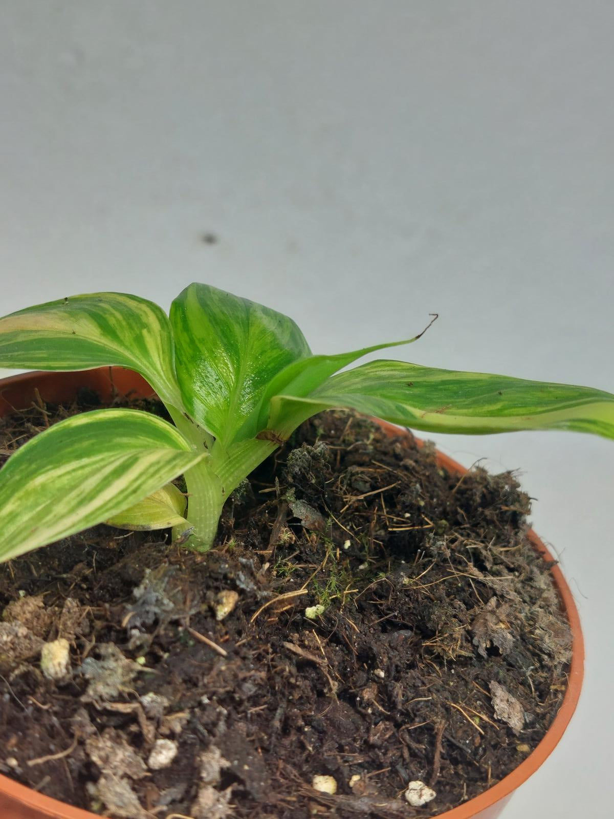 Musa Aurea