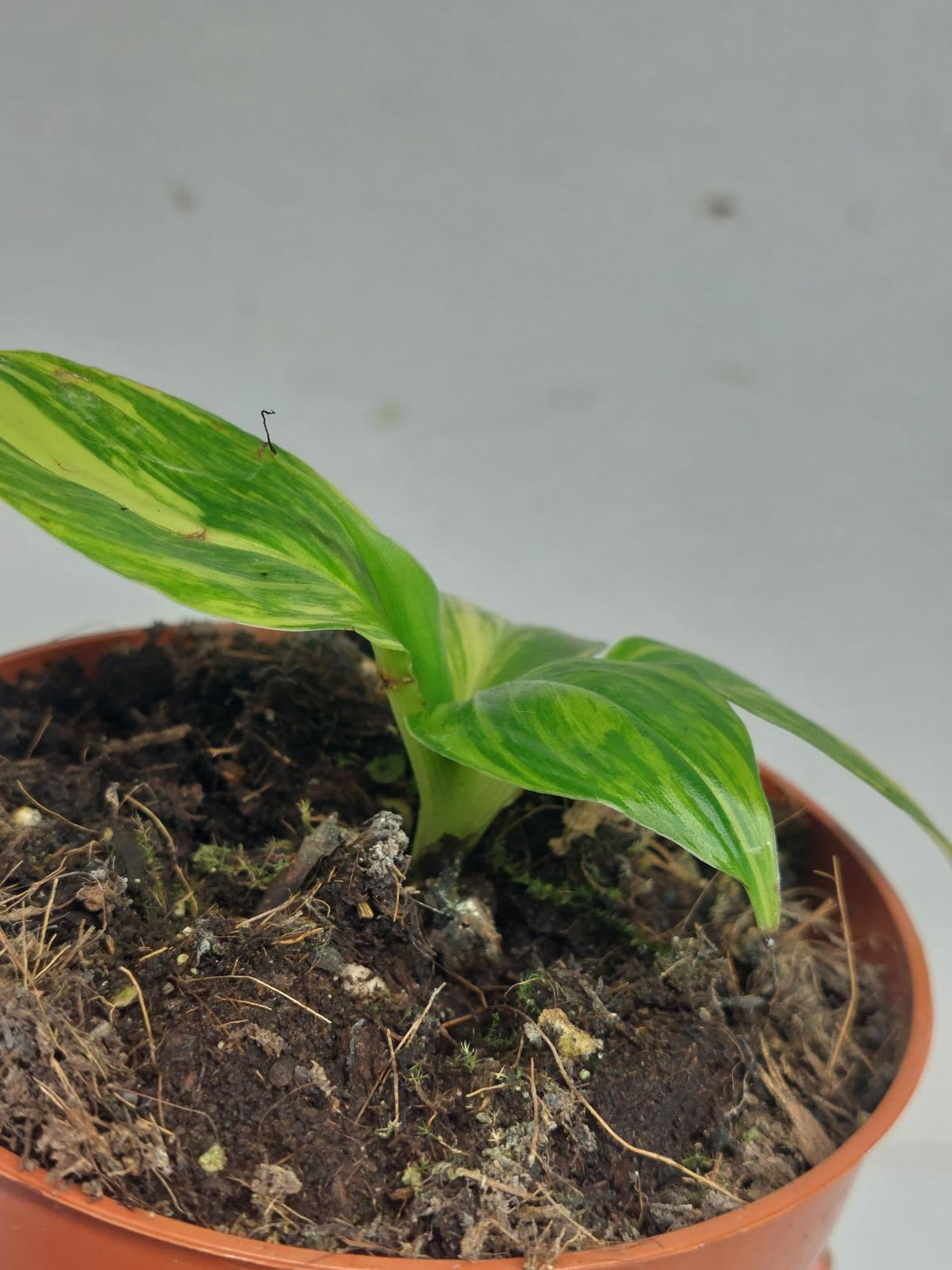 Musa Aurea