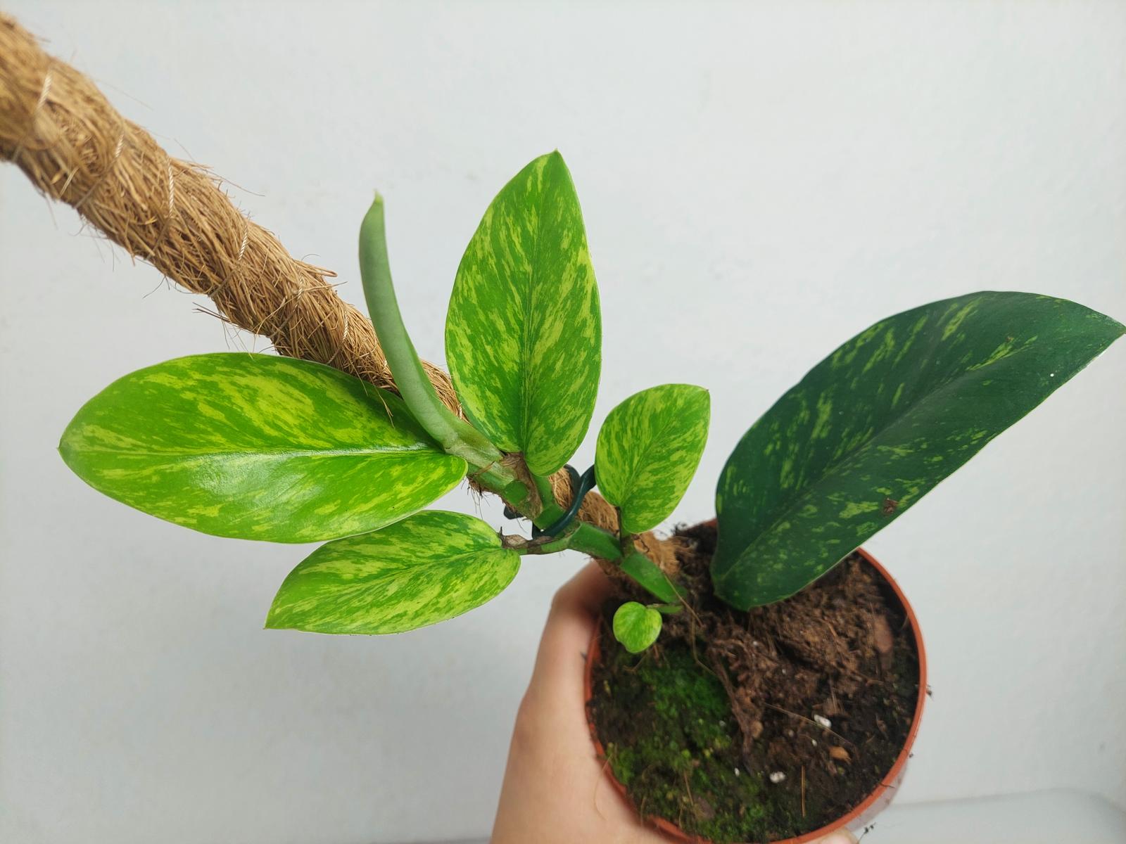 Raphidophora Elliptica Aurea