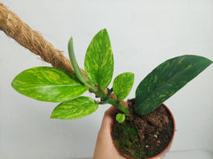 Raphidophora Elliptica Aurea
