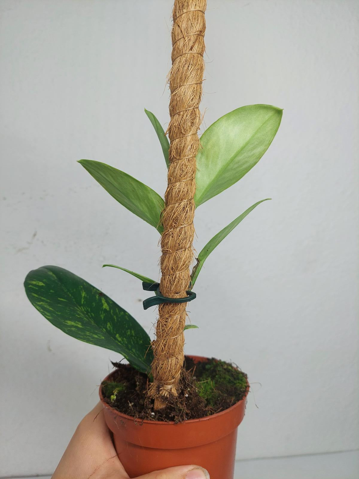 Raphidophora Elliptica Aurea