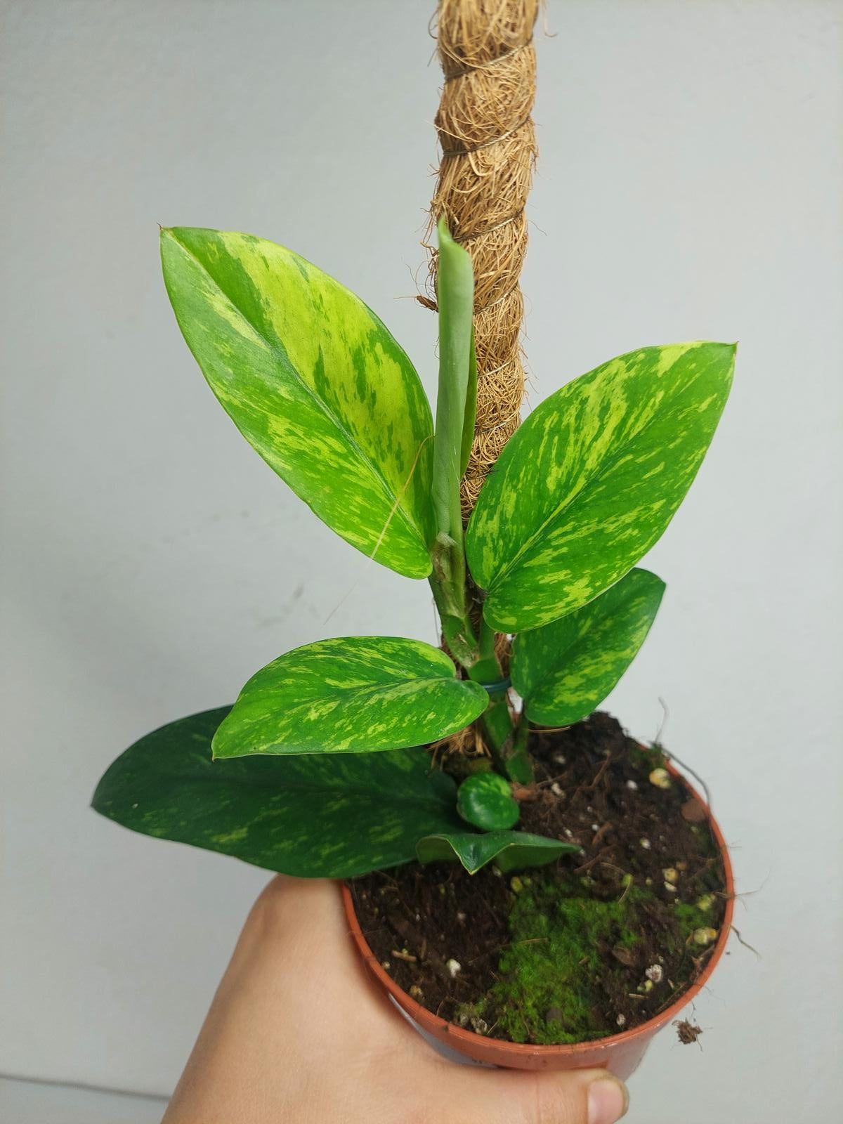 Raphidophora Elliptica Aurea