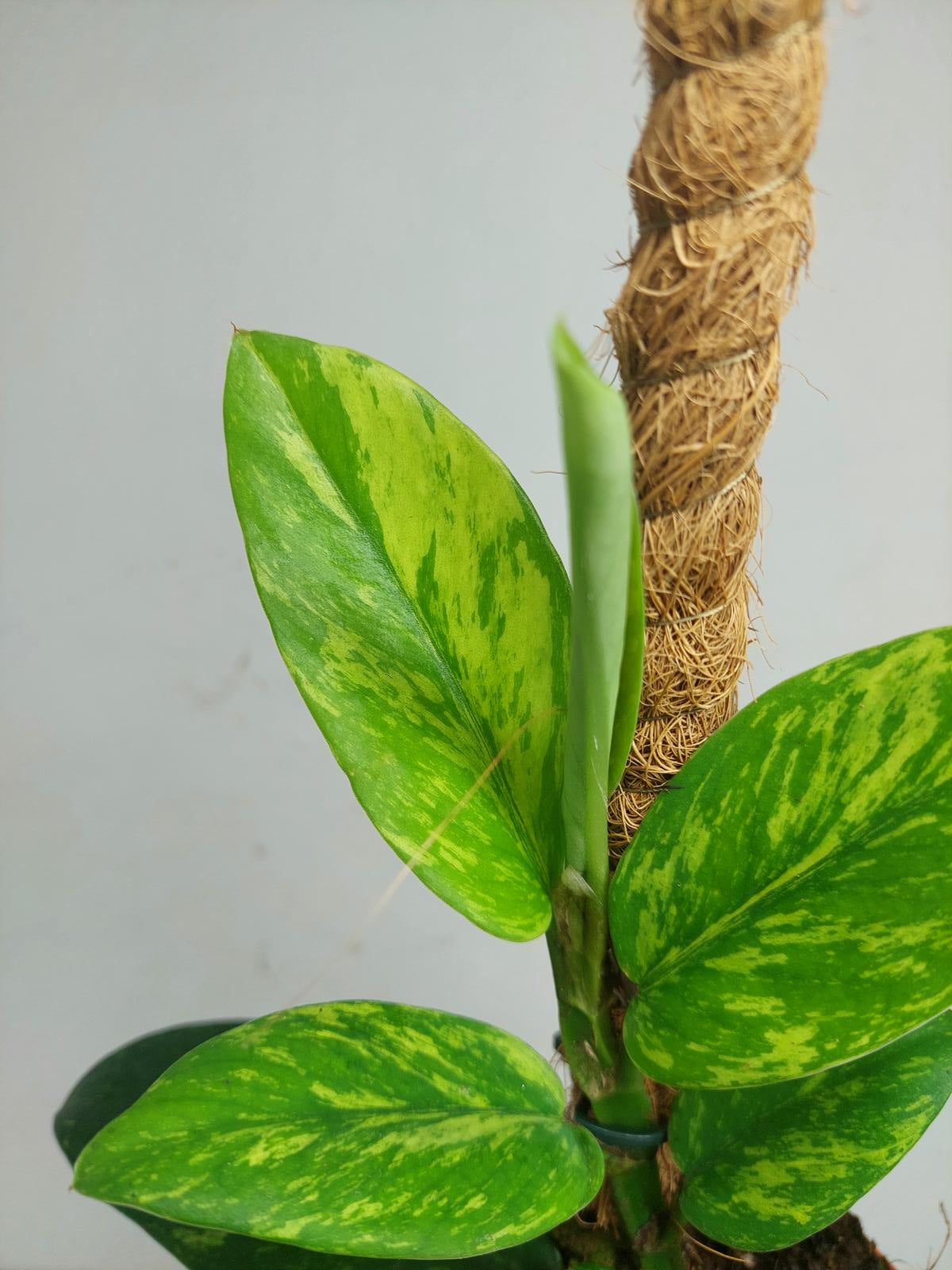 Raphidophora Elliptica Aurea