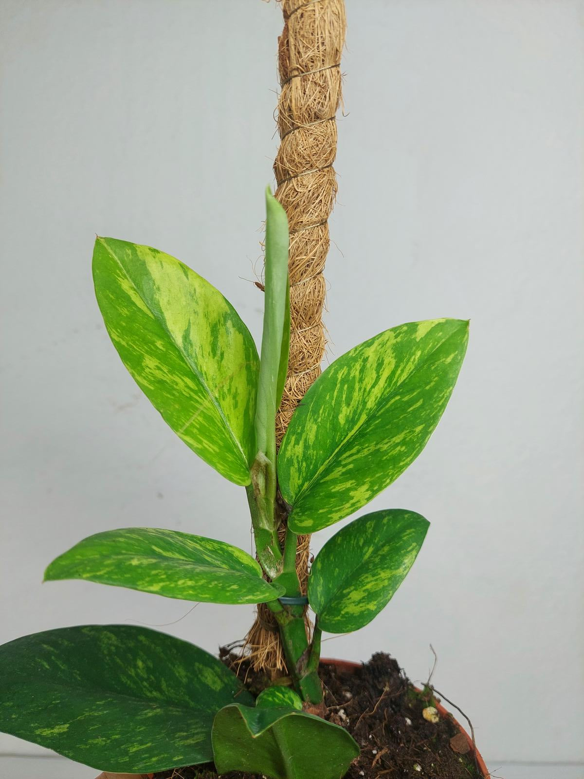 Raphidophora Elliptica Aurea