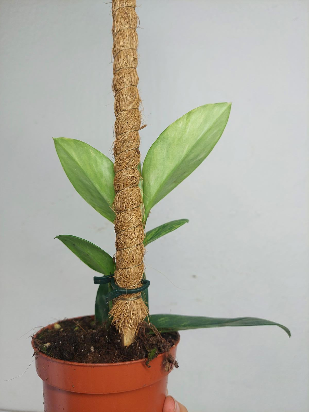 Raphidophora Elliptica Aurea