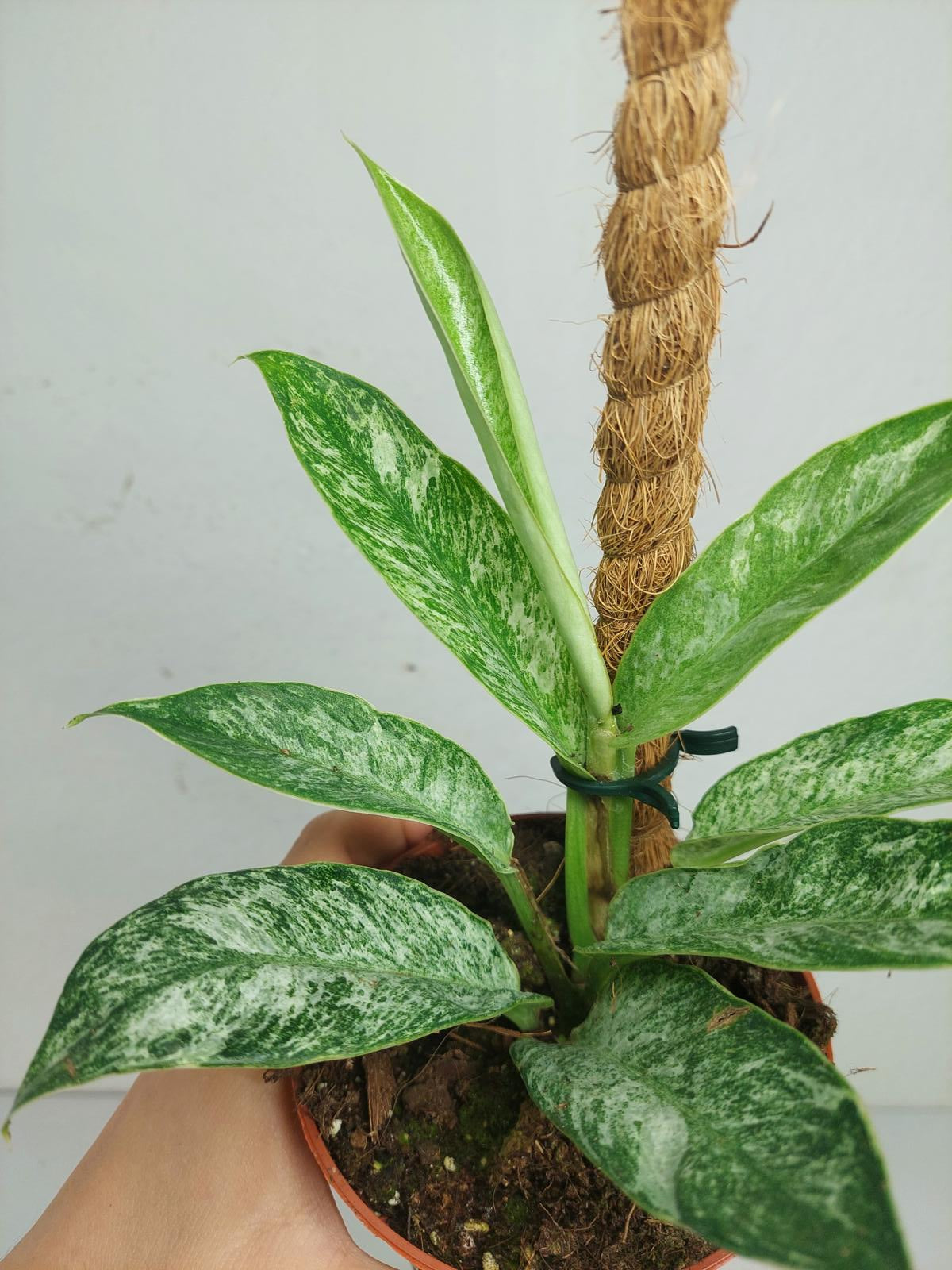 Raphidophora Elliptica Mint