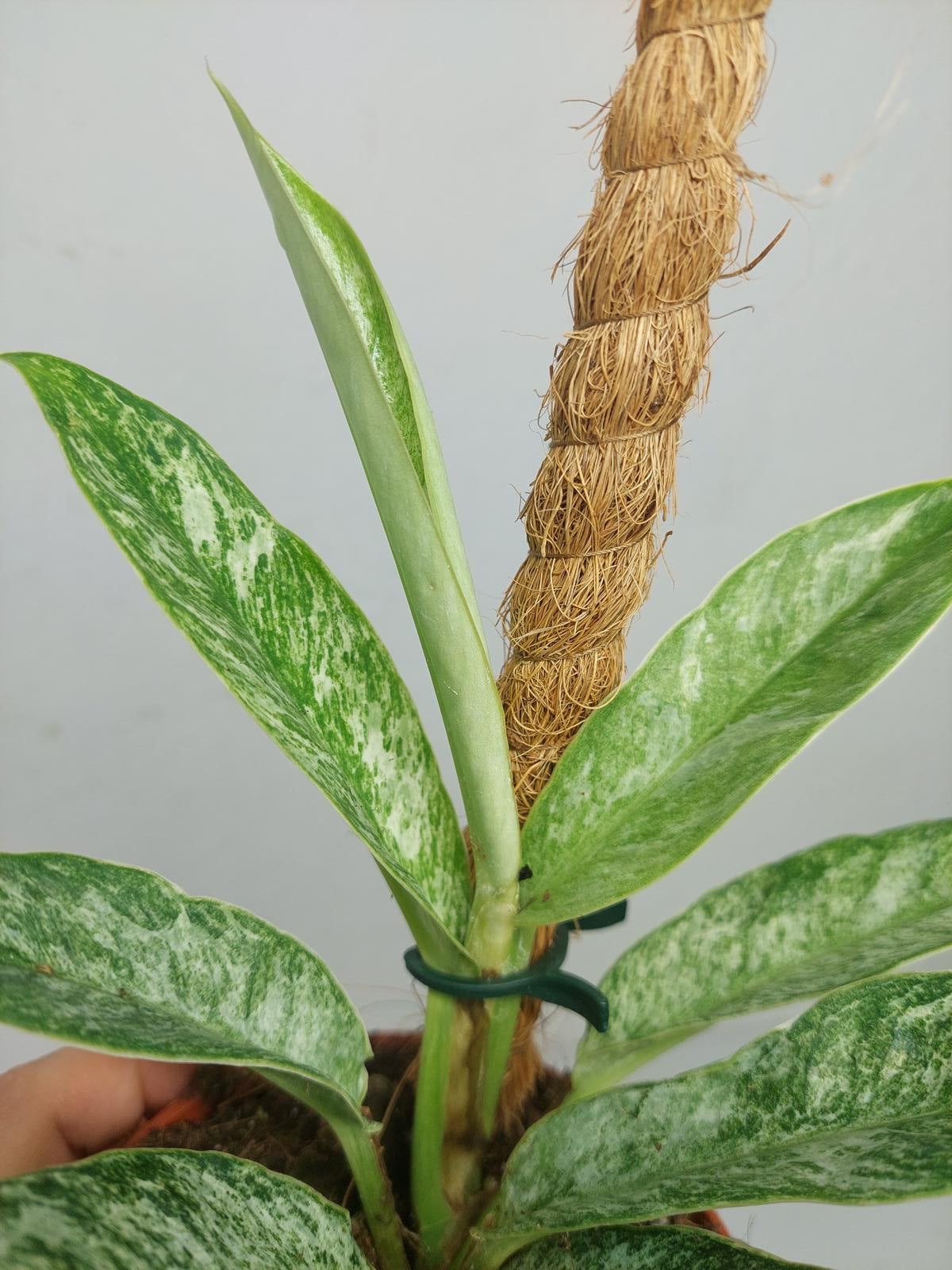 Raphidophora Elliptica Mint