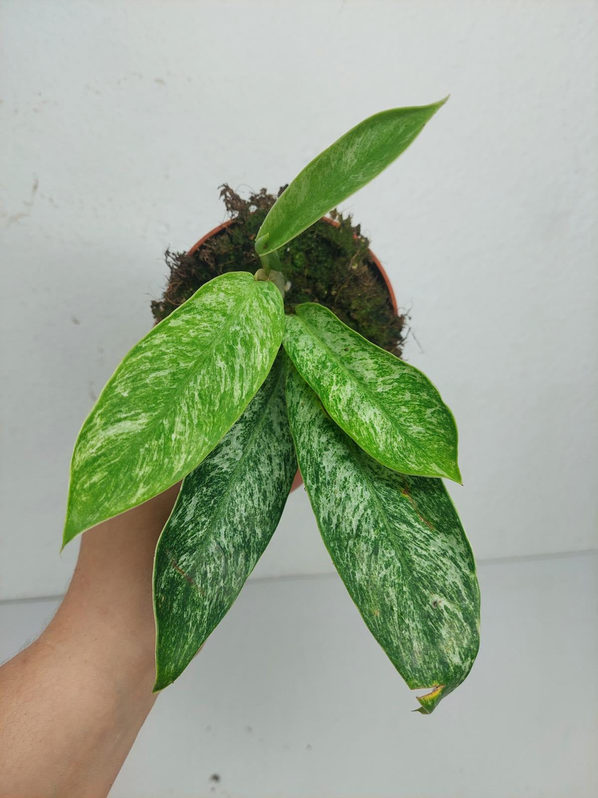 Raphidophora Elliptica Mint