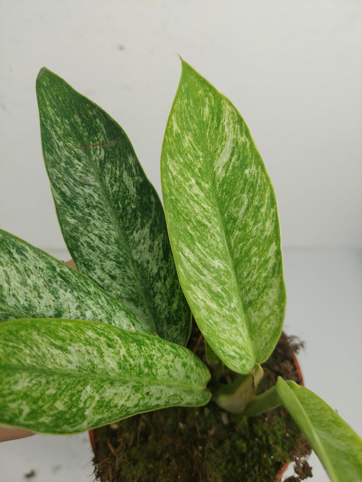 Raphidophora Elliptica Mint