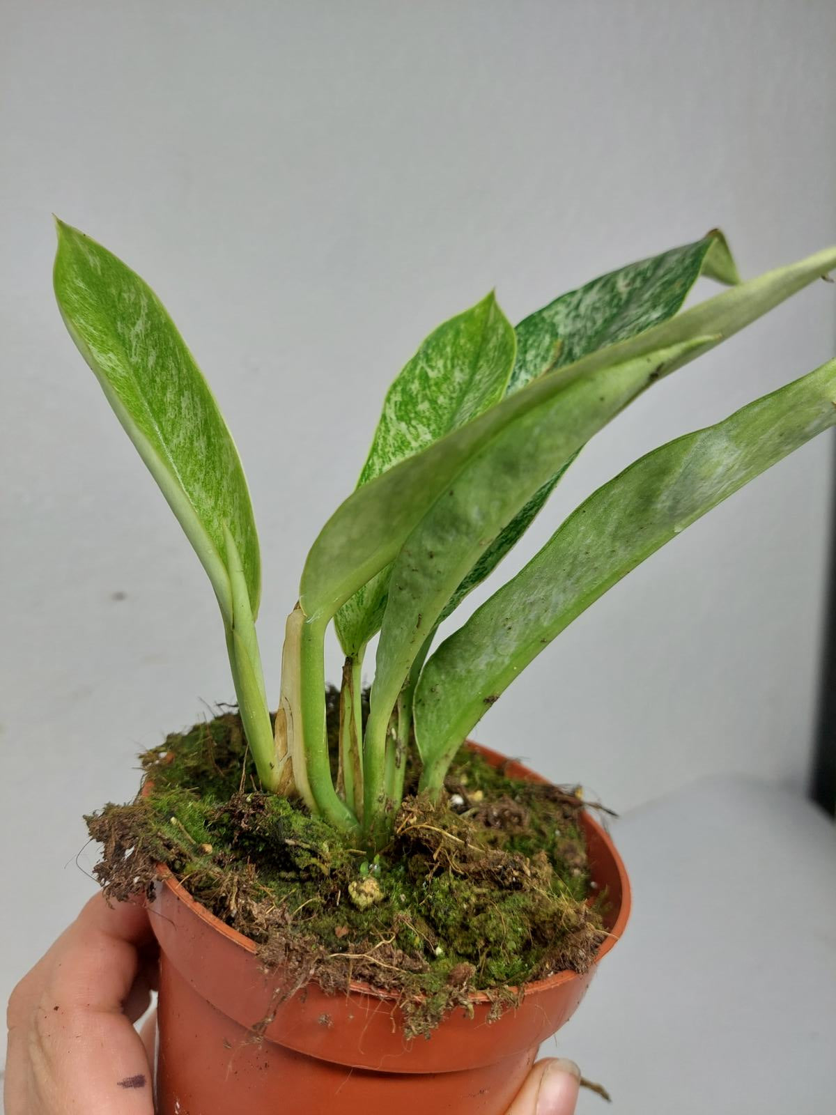 Raphidophora Elliptica Mint