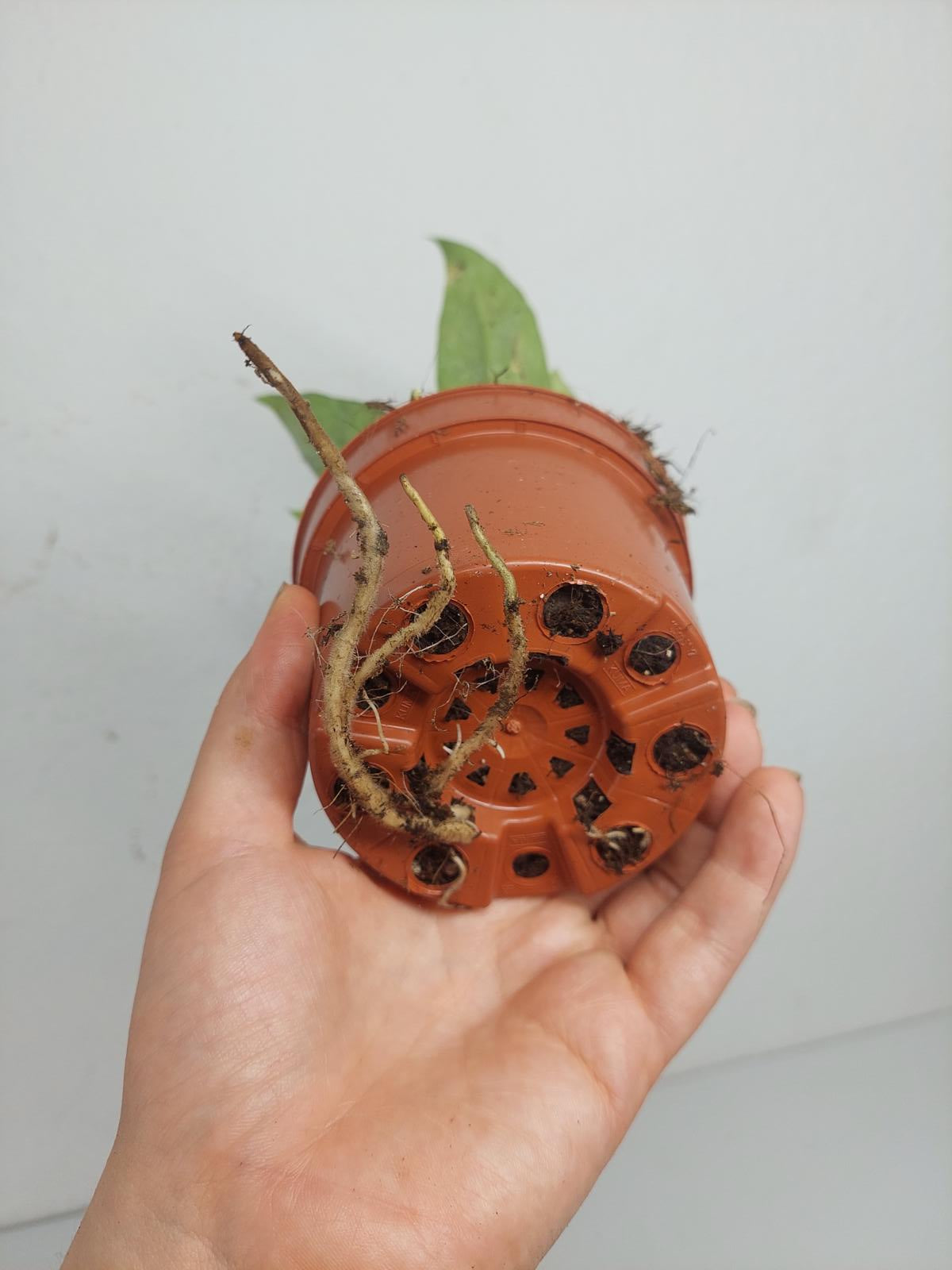 Raphidophora Elliptica Mint