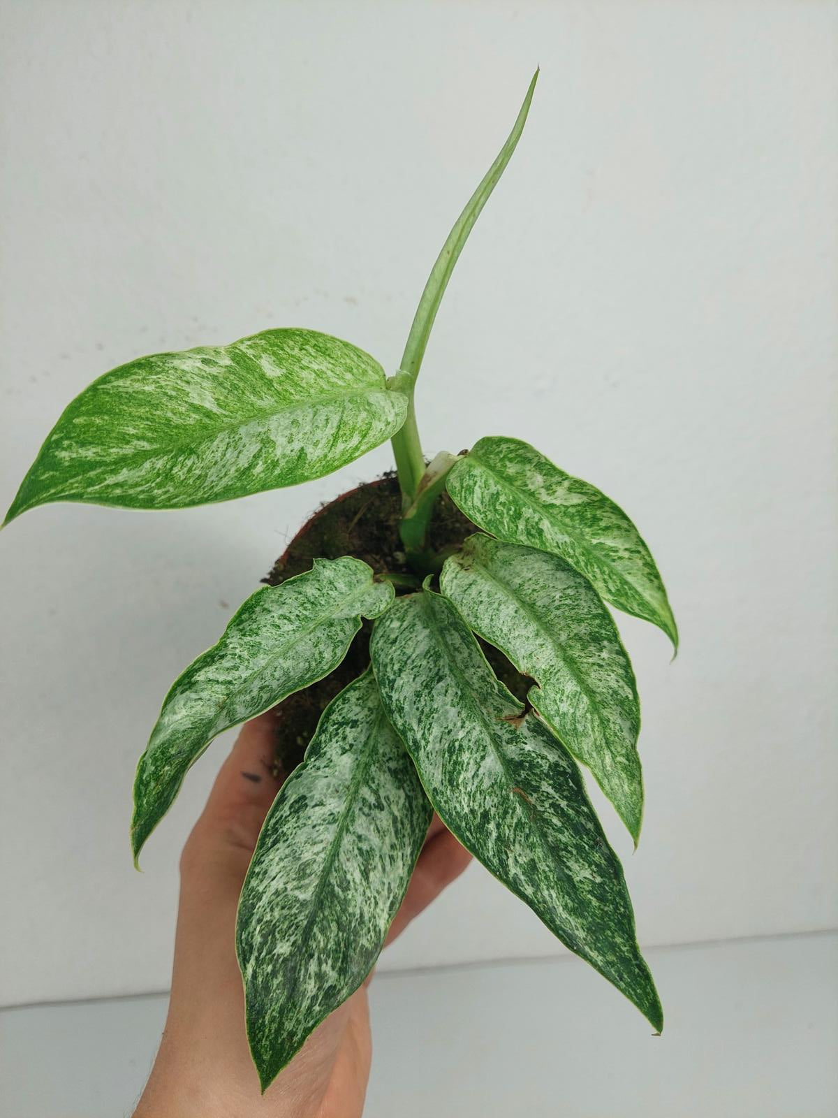Raphidophora Elliptica Mint