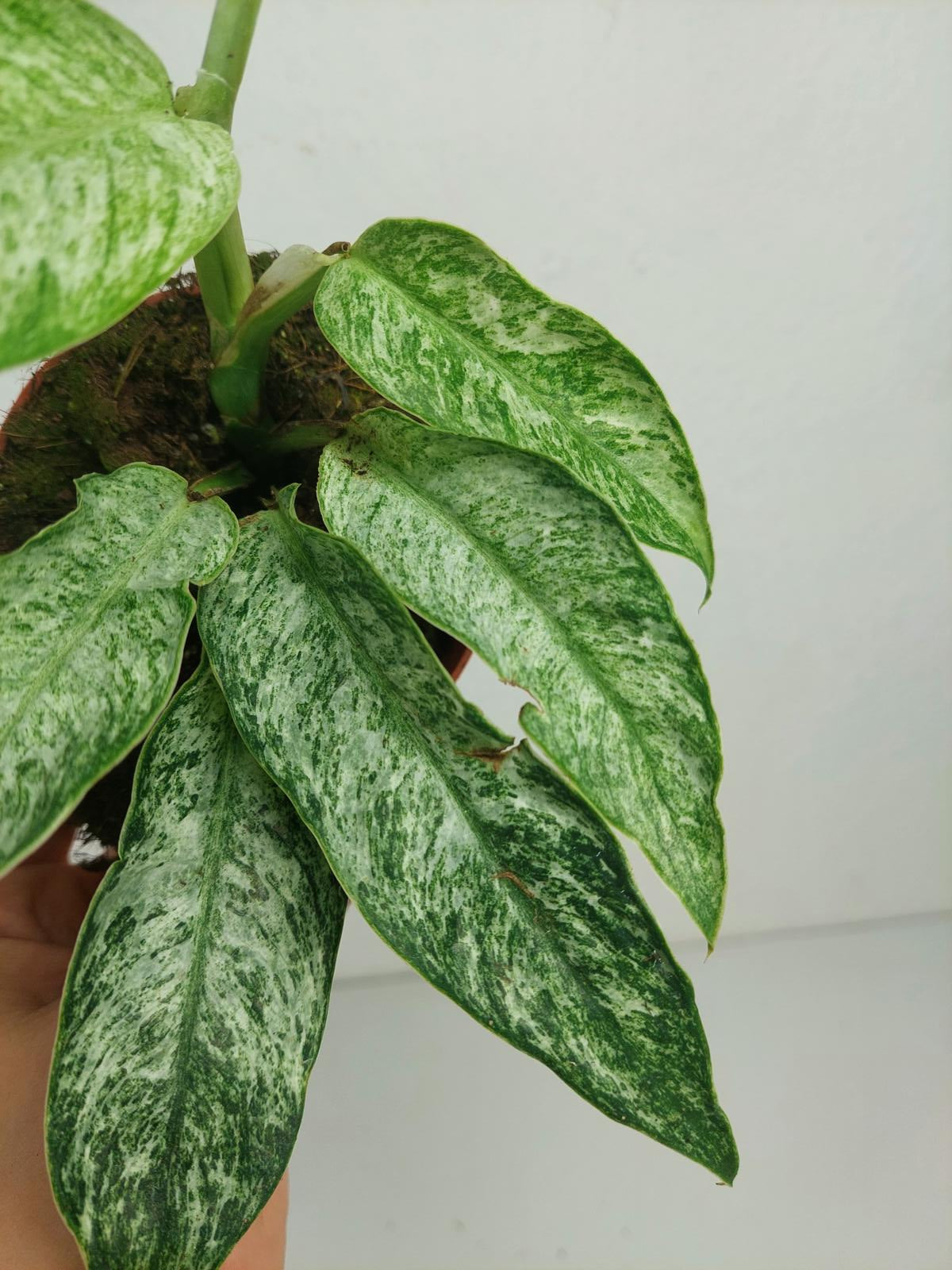 Raphidophora Elliptica Mint