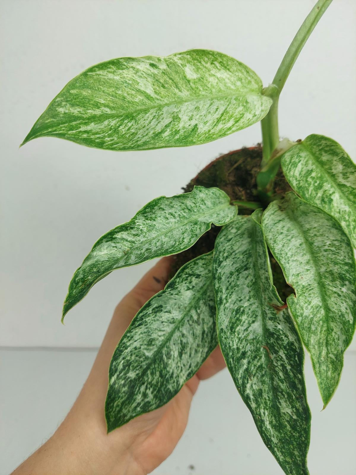 Raphidophora Elliptica Mint