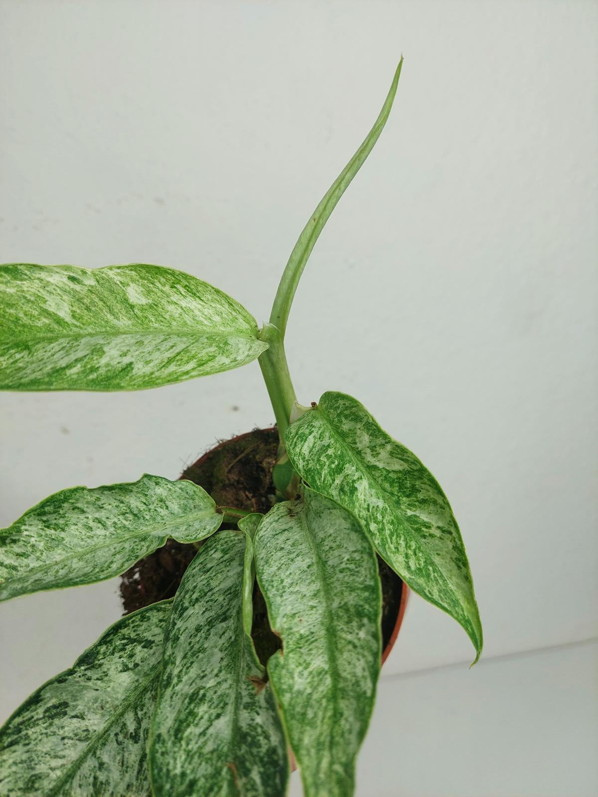 Raphidophora Elliptica Mint