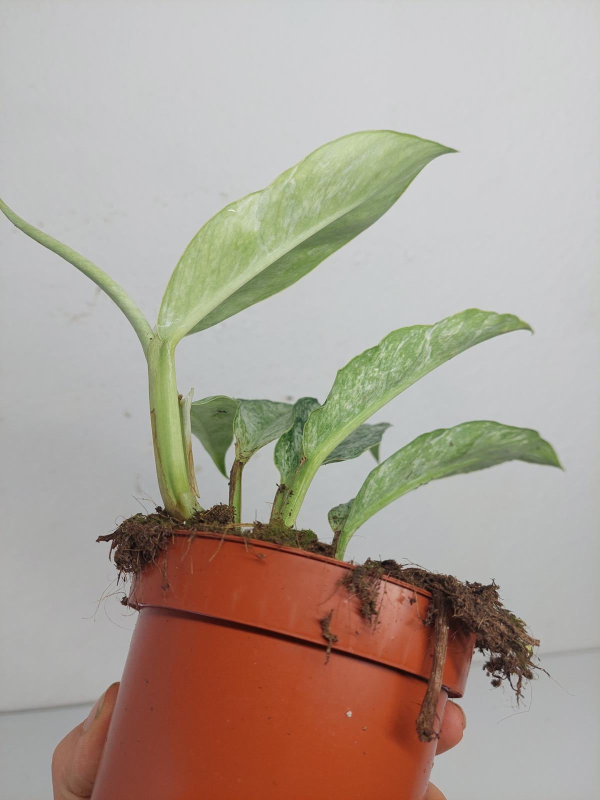 Raphidophora Elliptica Mint
