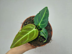Anthurium Regale