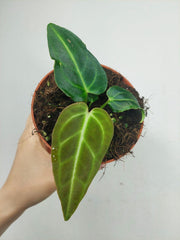 Anthurium Regale