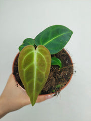 Anthurium Regale