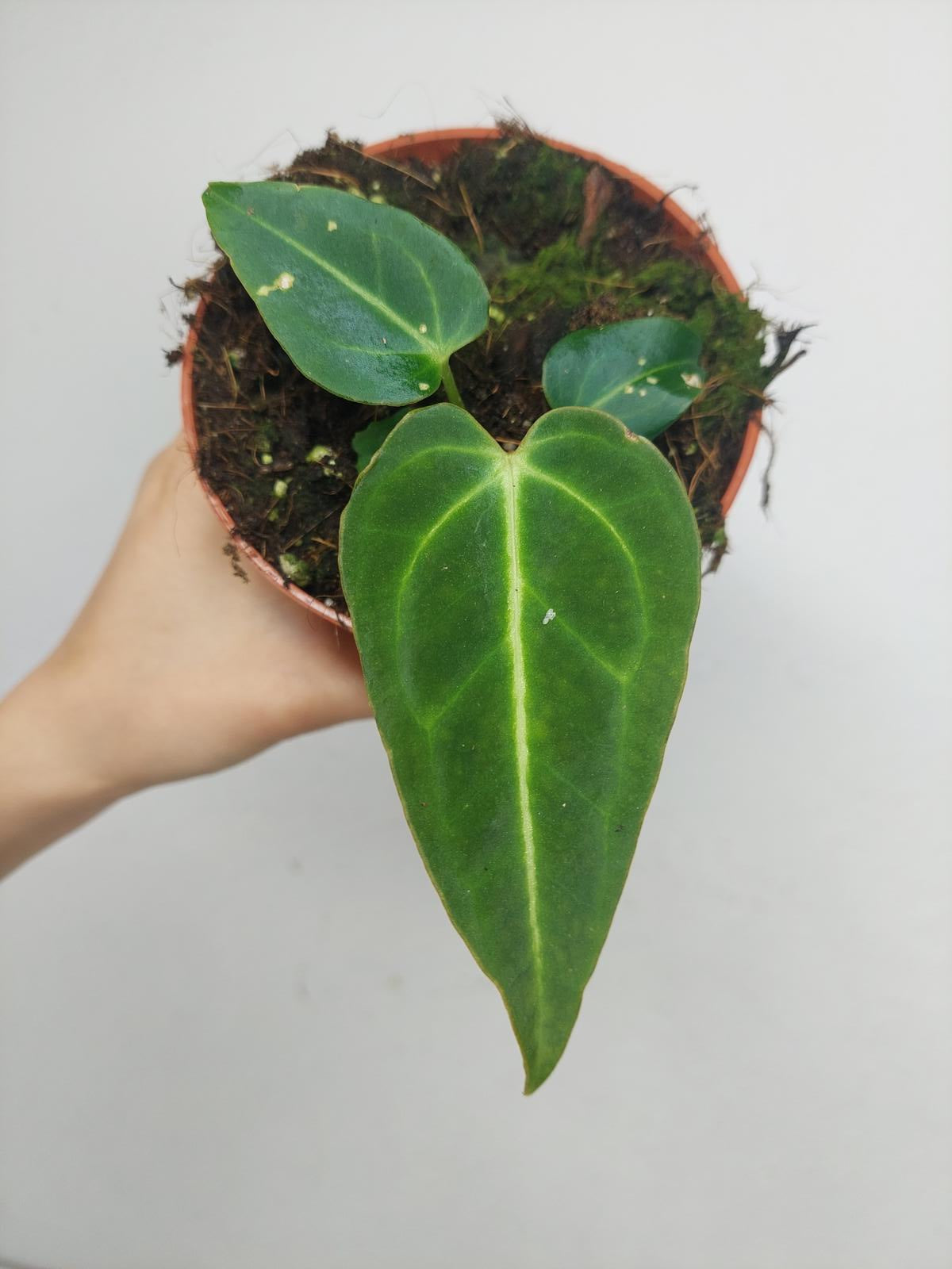 Anthurium Regale