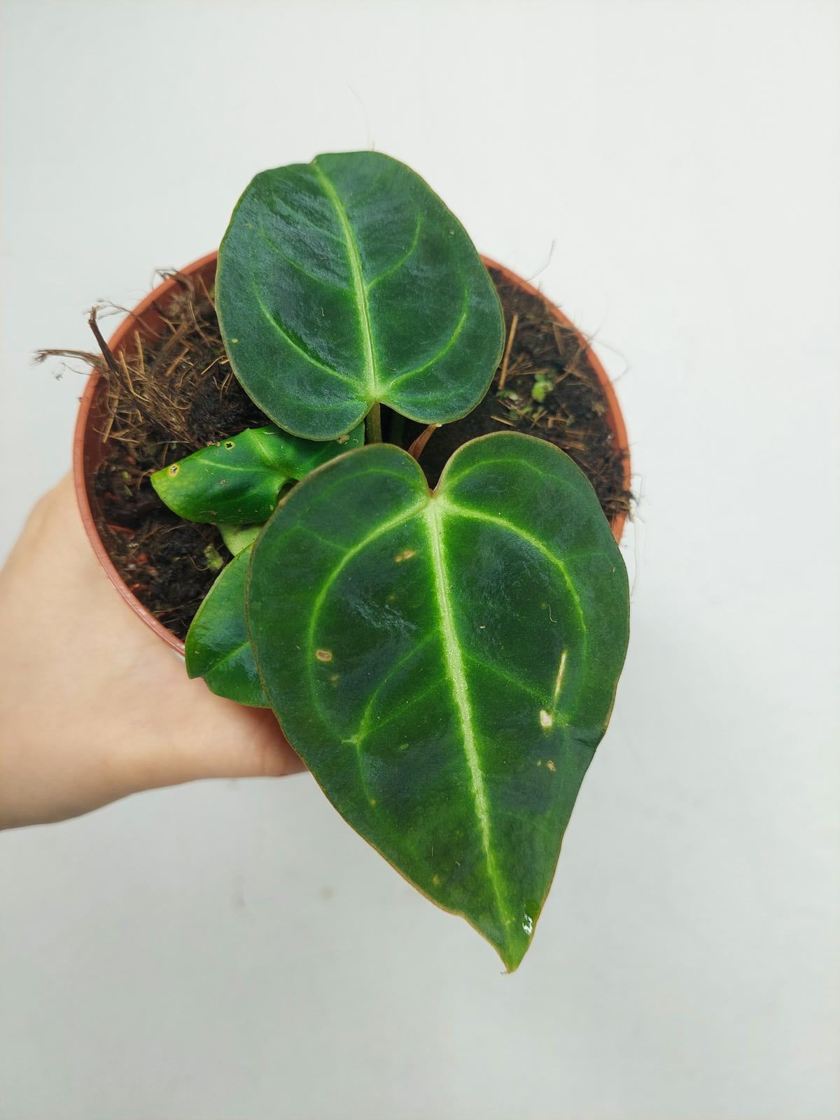 Anthurium Regale