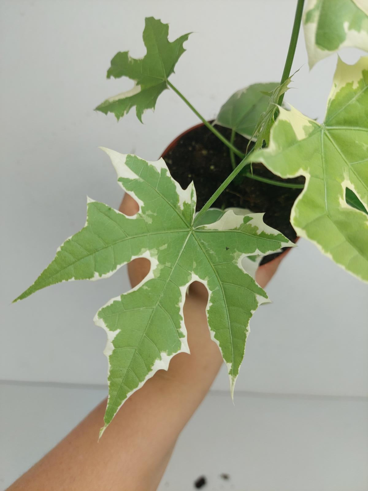 Cnidoscolus Aconitifolius Variegata
