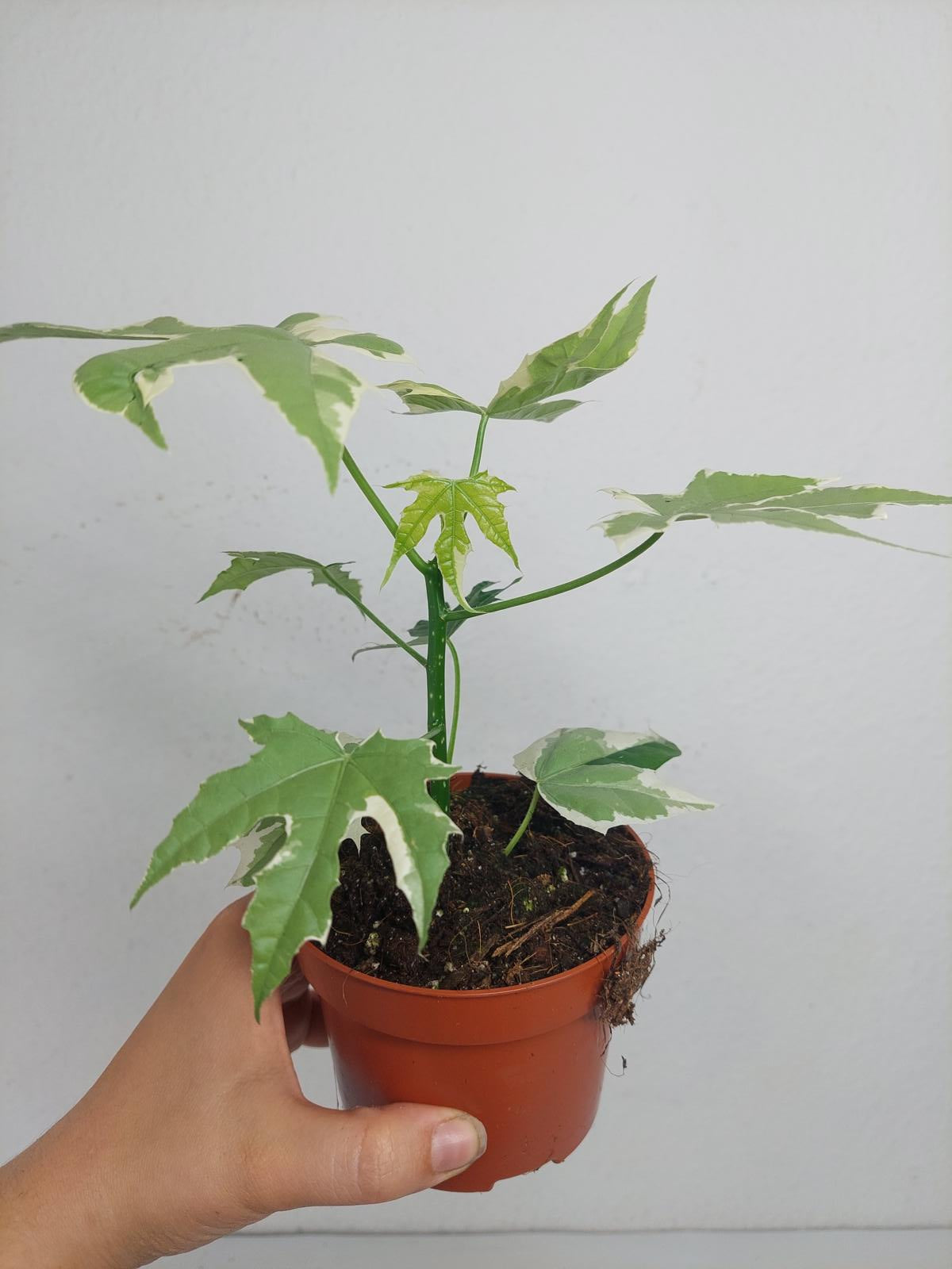 Cnidoscolus Aconitifolius Variegata