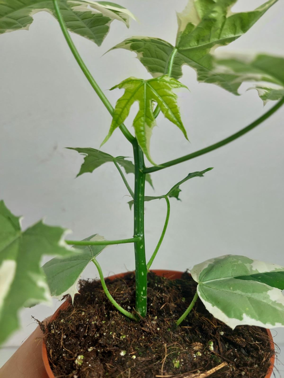 Cnidoscolus Aconitifolius Variegata