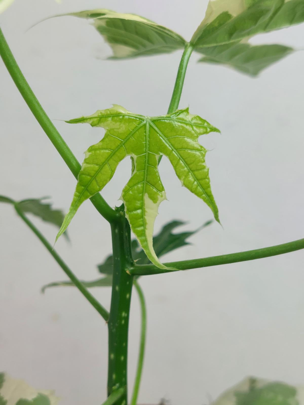 Cnidoscolus Aconitifolius Variegata