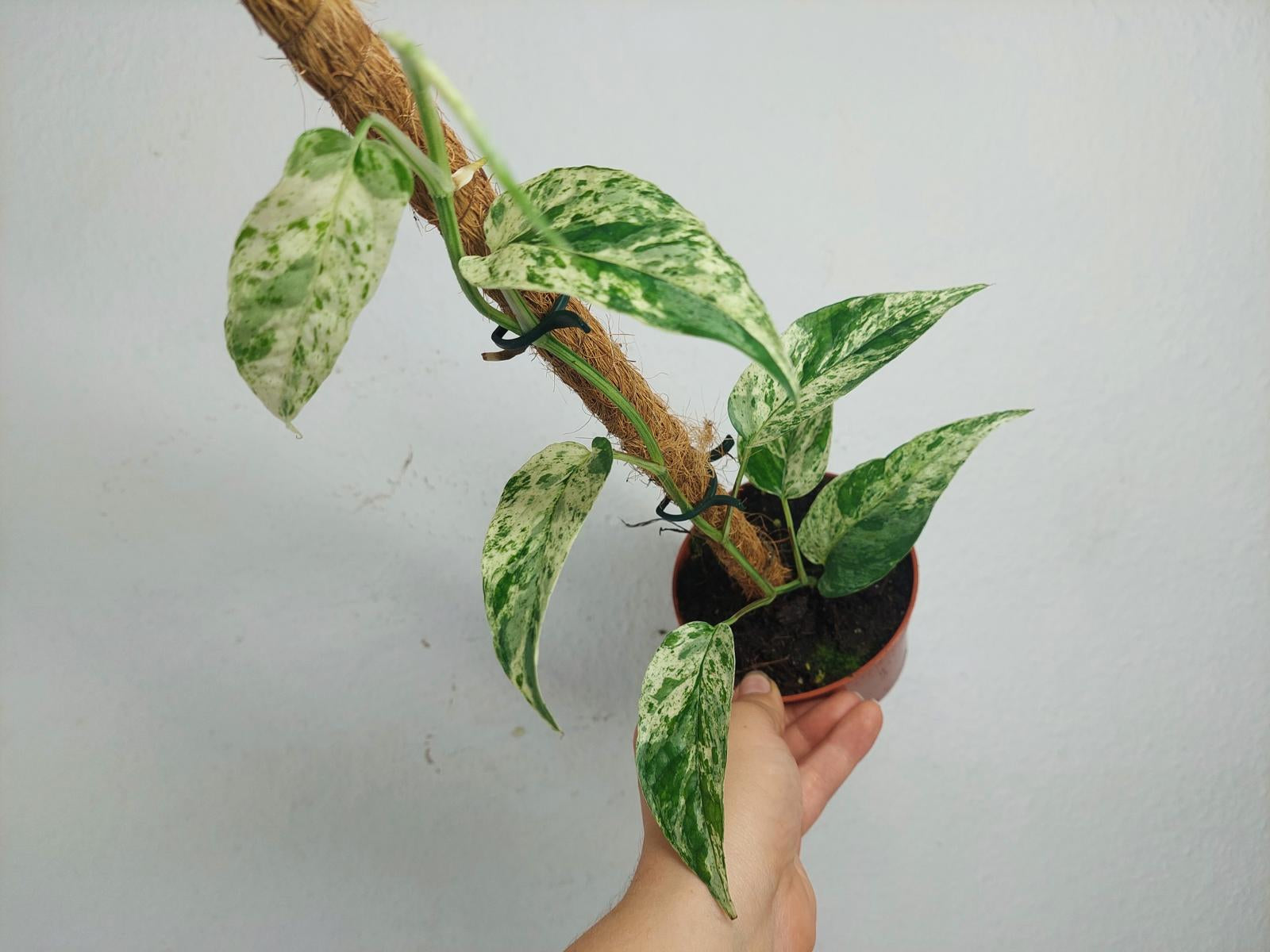 Epipremnum Cebu blue variegata