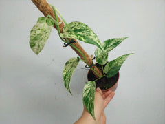 Epipremnum Cebu blue variegata