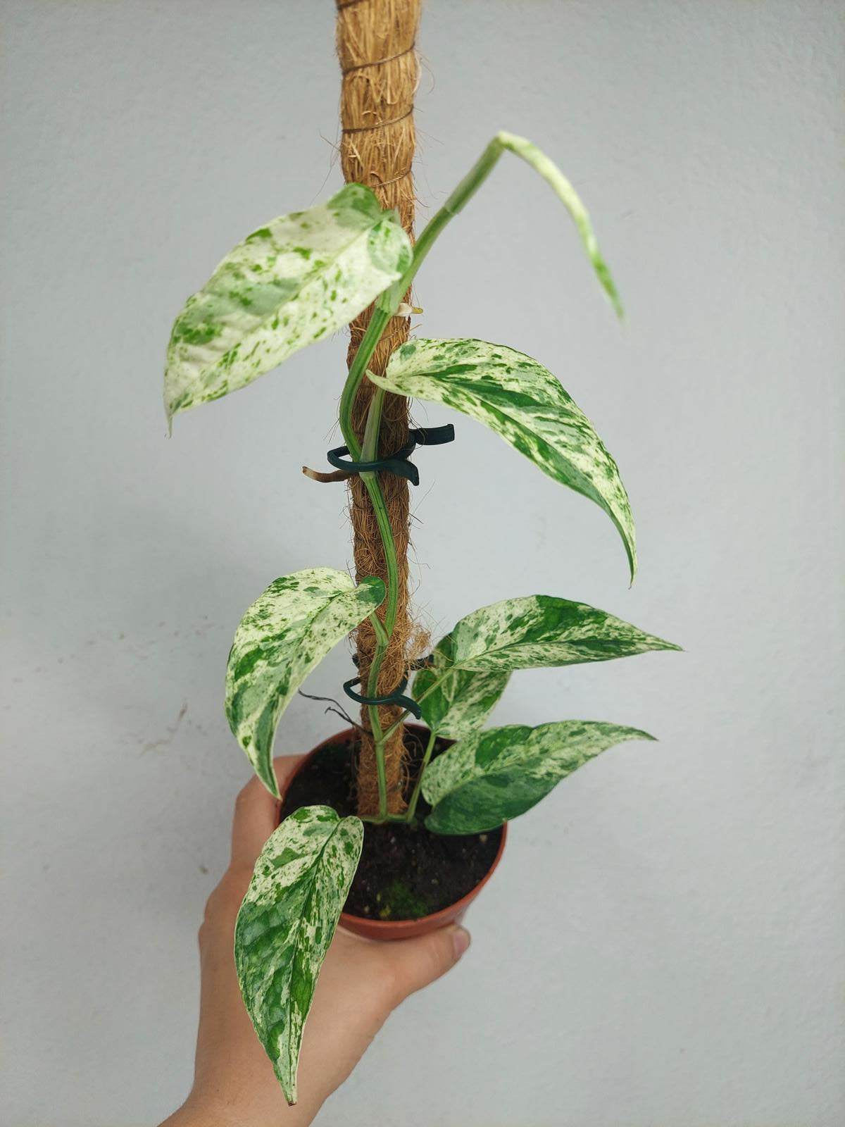 Epipremnum Cebu blue variegata