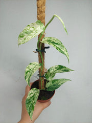 Epipremnum Cebu blue variegata