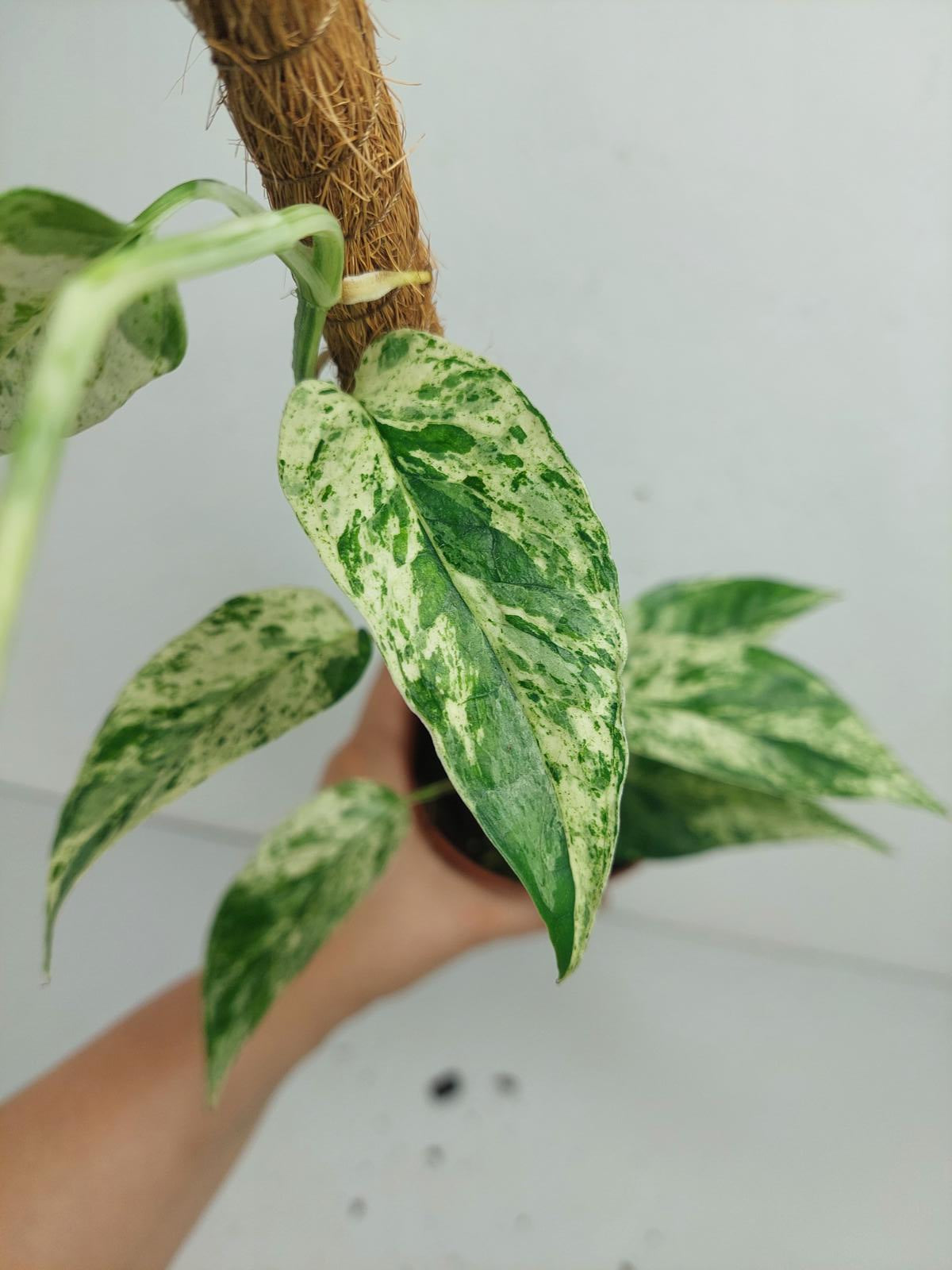 Epipremnum Cebu blue variegata