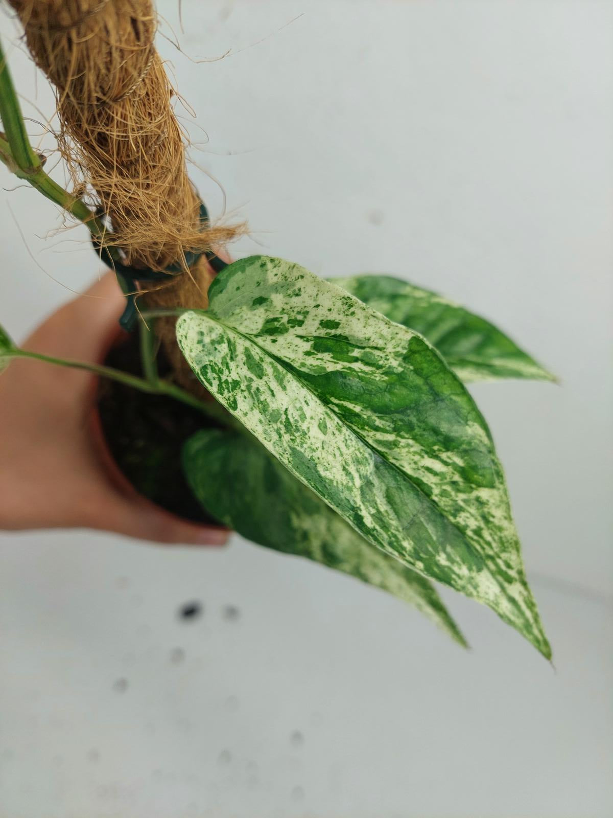 Epipremnum Cebu blue variegata