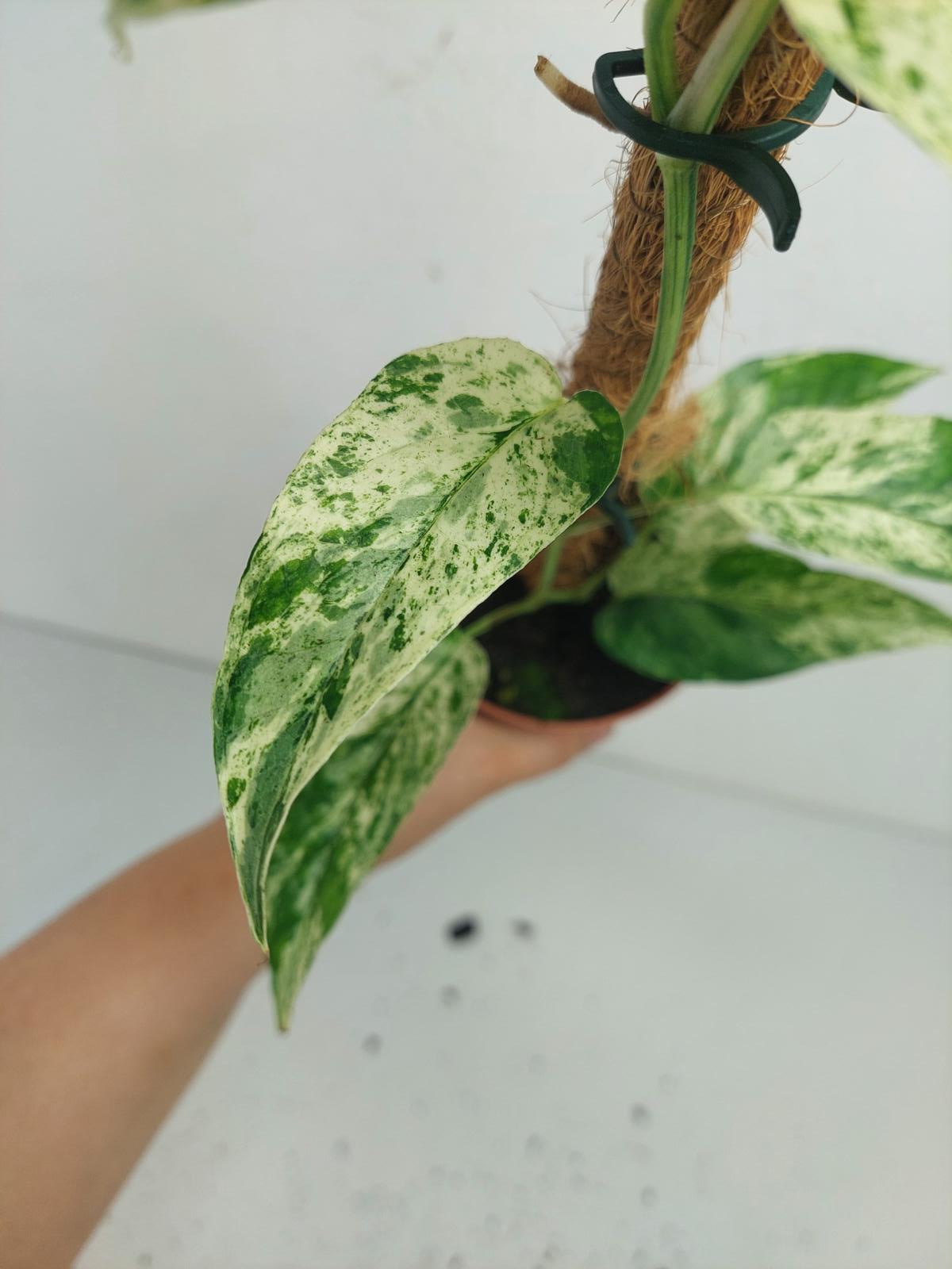 Epipremnum Cebu blue variegata