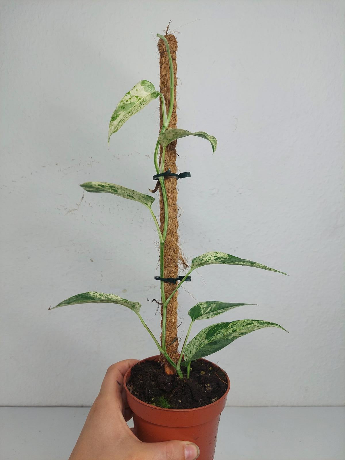 Epipremnum Cebu blue variegata